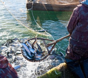 Fishing Net Pic